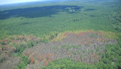 Few resources for homeowners to remove risky, beetle-damaged pine trees