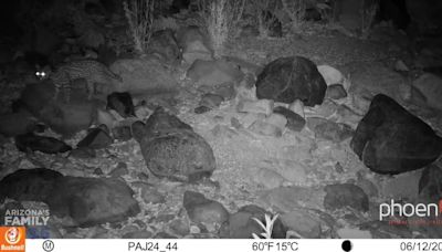 Rare ocelot spotted in southern Arizona for first time in 50 years