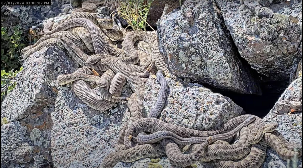 Watch stunning rattlesnake "mega-den" with Project RattleCam researchers