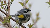 Lakeside to host birding events through Friday