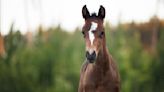 Newborn Foal's 'Bouncy Zoomies' Are Inspired by Her Mini Donkey Neighbors