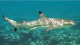 Blacktip reef shark