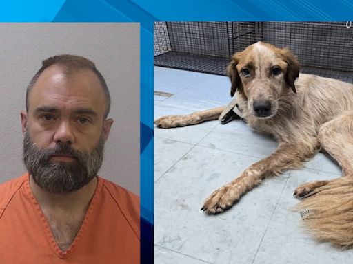 Man facing charges after his dogs died while left at home for 2 weeks without food, water