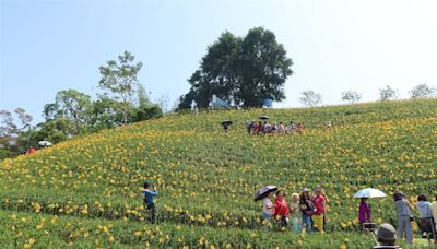 花壇虎山巖金針花盛開 金黃色花毯好療癒