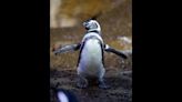 John Ball Zoo’s Chester the penguin competing for national glory during March Madness