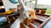 Cat's Funny Way of Sleeping on Her Heated Blanket Is the Picture of True Bliss