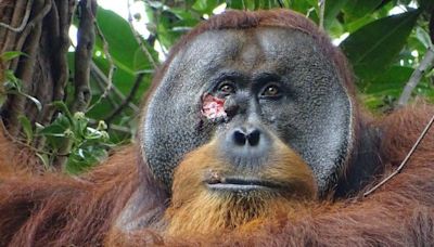 Los científicos graban por primera vez a un orangután curándose una herida con una planta