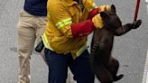 Mama bear, frightened cub rescued from large tree in Northern California