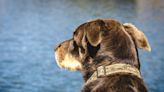 Estados Unidos: un perro mató a su dueño de un disparo en un extraño accidente de caza