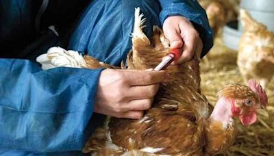 Primera muerte humana por gripe aviar en el mundo: qué escenario se espera luego de la ratificación de la OMS