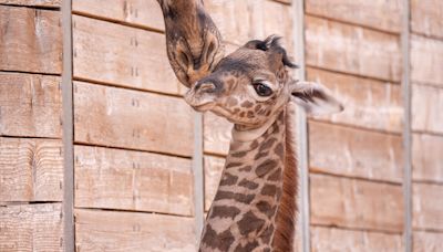 MEET TINO! Adorable baby giraffe born at Houston Zoo - see cute photos!