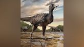 Large fossil footprints point to discovery of new 'megaraptor' dinosaur: Study
