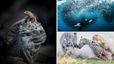 World Nature Photography Awards 2024: Check out the spectacular winning images