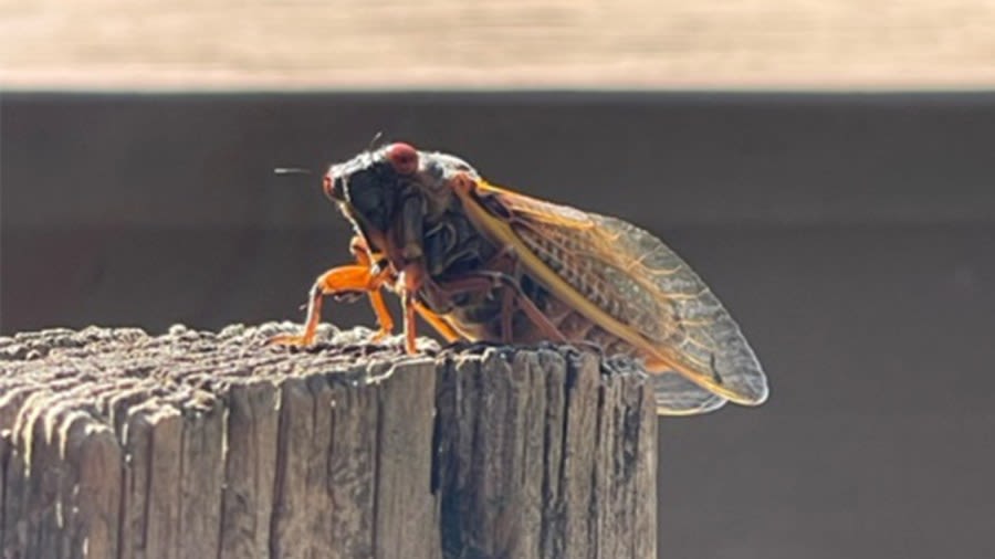 GALLERY: Brood XIX cicadas emerge in Middle TN