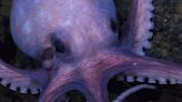 National Geographic’s “Secrets Of The Octopus” on Disney+: A conversation with Dr. Alex Schnell