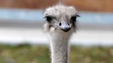 Ostrich dies after swallowing zoo staffer's keys, Kansas zoo says