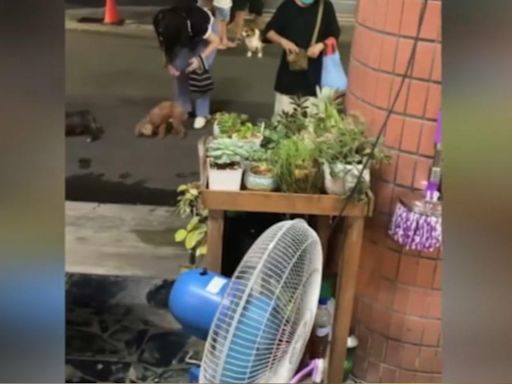 排隊也甘願！ 不忍愛犬開刀高雄「國術館」寵物喬骨暴紅