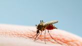 Mosquitoes sniff out hosts infected with certain viruses, researchers find