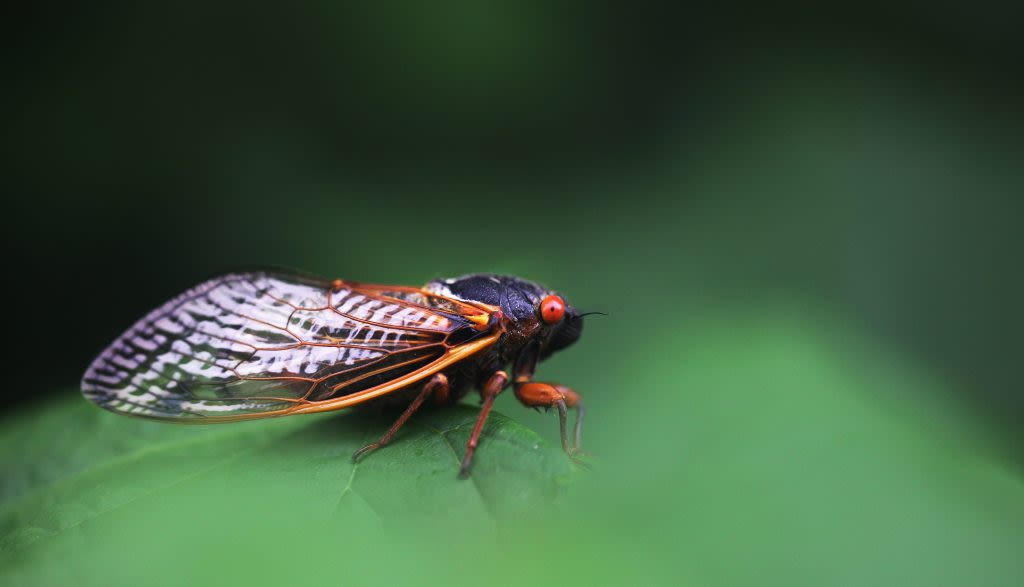 The bugs are coming! If a cicada invasion sounds familiar, thank Hollywood