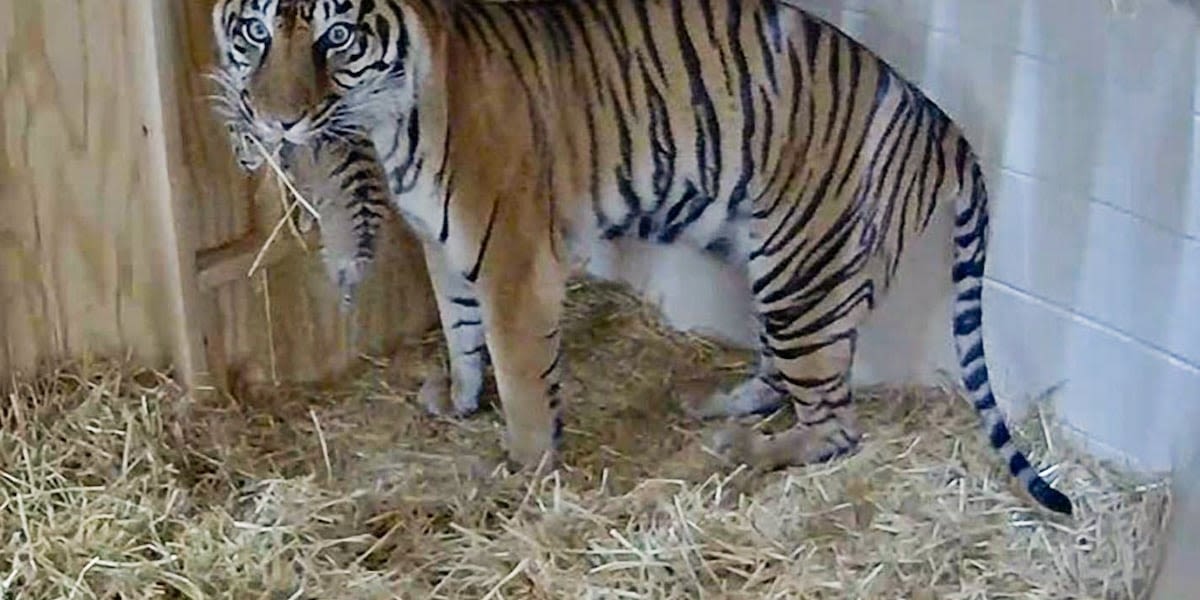 Zoo celebrates rare birth of Sumatran tiger cub for first time in 20 years