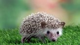 Woman Gets Shock of Her Life While Caring for Injured 'Baby Hedgehog'