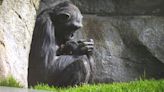 El triste duelo de una chimpancé en el Bioparc de Valencia: lleva meses con su cría muerta en brazos