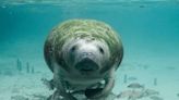 First manatee of the season spotted in Texas beach