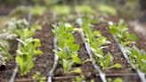 11 Essential Tips for Growing Vegetables from Seed for Beginners