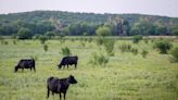 A Toxic Grass Is Spreading in the U.S., Threatening Livestock