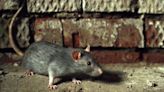 Rat infestations up in Toronto due to construction and two councillors want staff to develop action plan
