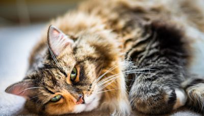 Maine Coon Cat Cries Pitifully Outside Door of 'His' Person and It's Too Funny