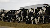 Dairy cattle moving between states must be tested for bird flu, Colorado Agricultural Commission rules