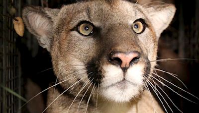 Baby mountain lion roaming Thousand Oaks? Have no fear, officials say: It's a house cat