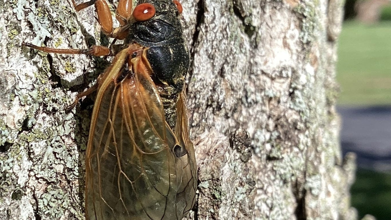 Are cicadas locusts? What's the difference and will they be in Florida?