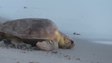 2 injured loggerhead turtles triumphantly crawl into the Atlantic after rehabbing in Florida - WSVN 7News | Miami News, Weather, Sports | Fort Lauderdale
