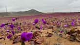 The driest desert on the planet is in bloom