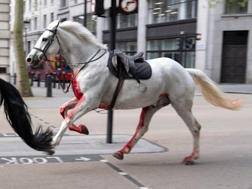 London horses – live: ‘Relief’ as army issues fresh update on injured Household Cavalry horses