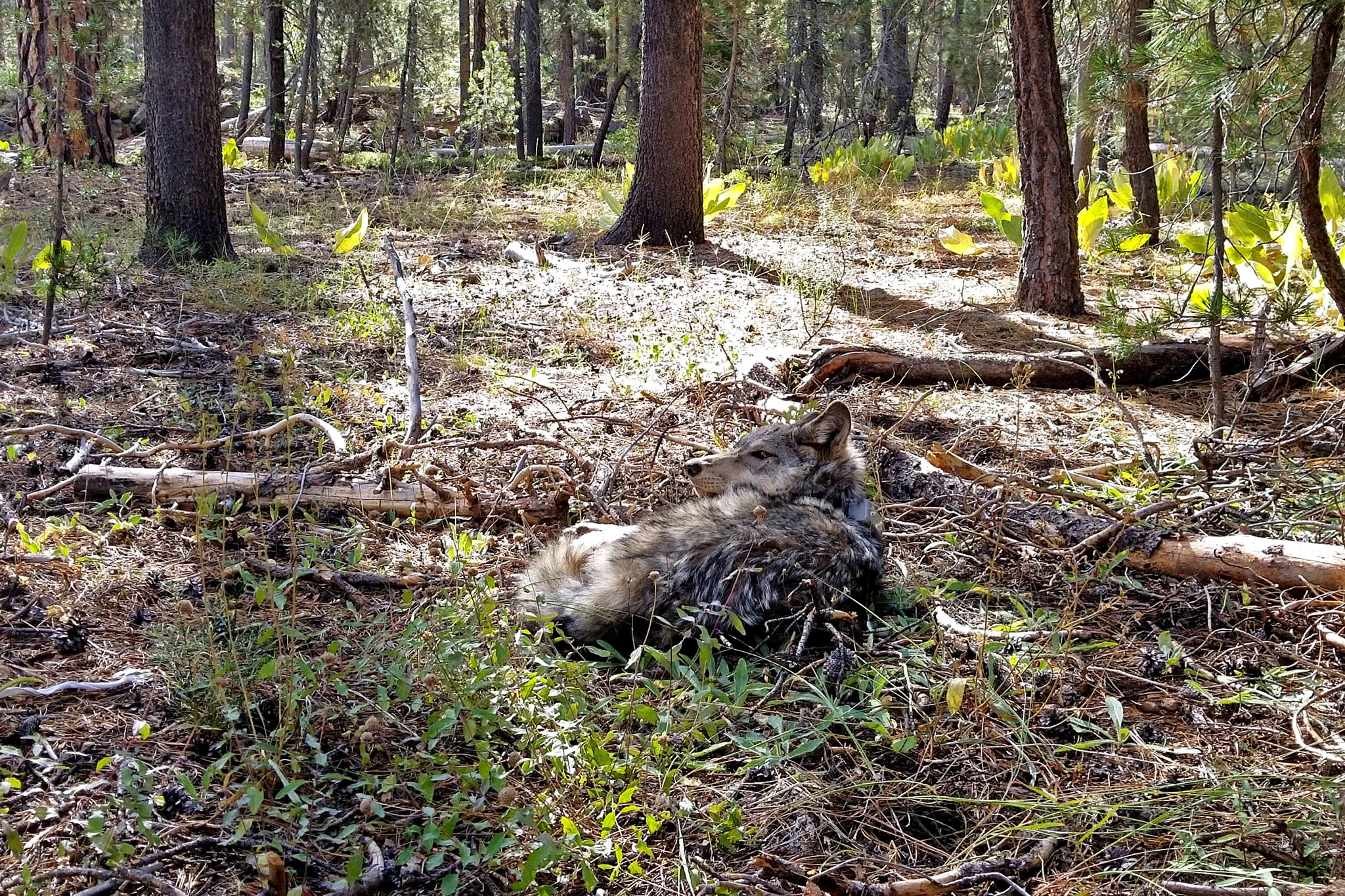 'Amazing': New data shows endangered Calif. animal’s record-breaking comeback