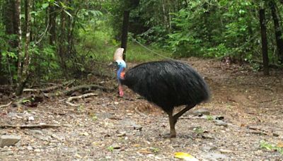 Sci-Five | The Hindu Science Quiz: On the Cassowary bird