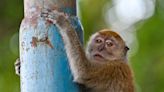 Georgia residents are fighting efforts to build a massive monkey-breeding facility in their city