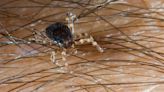 Plague of ‘Monster Ticks’ infesting Brit hols hotspots as they spread to Europe