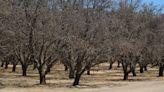 California, cuando el clima mediterráneo adopta forma de tormenta o sequía