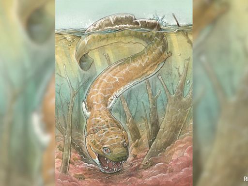 Big Salamander-Like Creature With Fangs Roamed Namibia 280 Million Years Ago