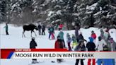 Watch: Moose visits Colorado ski resort