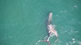 A North Atlantic right whale found dead off the U.S. coast was hit by a ship, researchers say