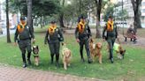 “Acoge un héroe de 4 patas”: más de 80 caballos, mulas y caninos pensionados de la Policía buscan hogar