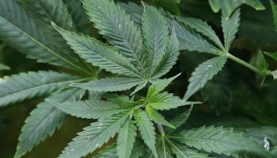 美國司法部提案鬆綁大麻管制 可望拓展醫學研究