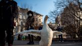 Meet Wrinkle the Circus Duck. He will charm you and stop traffic, even in Central Park