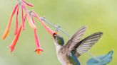 12 Best Vines for Hummingbirds That Are Easy to Grow