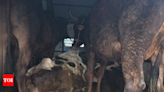 3 cows rescued from illegal slaughter at Oshiwara during Bakrid | Mumbai News - Times of India